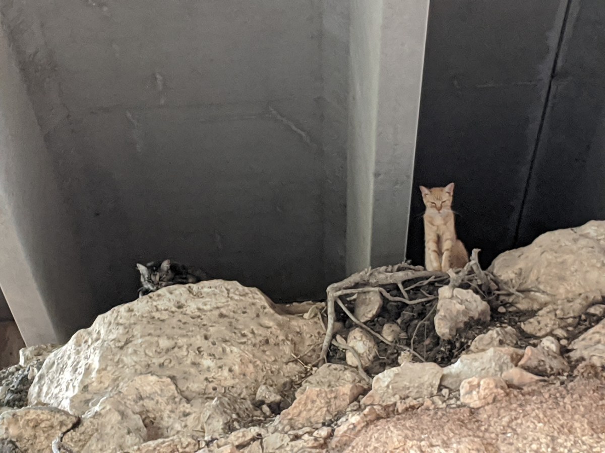 Sonny & Fluffy @ NPB side, August 9, 2020