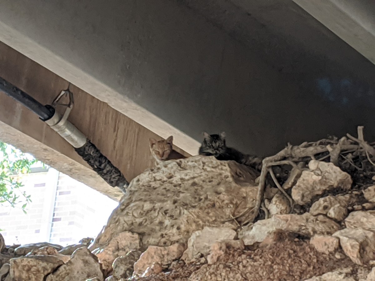 Sonny & Fluffy @ NPB side, August 9, 2020