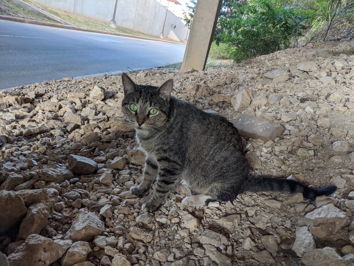 Tigger, August 7, 2020