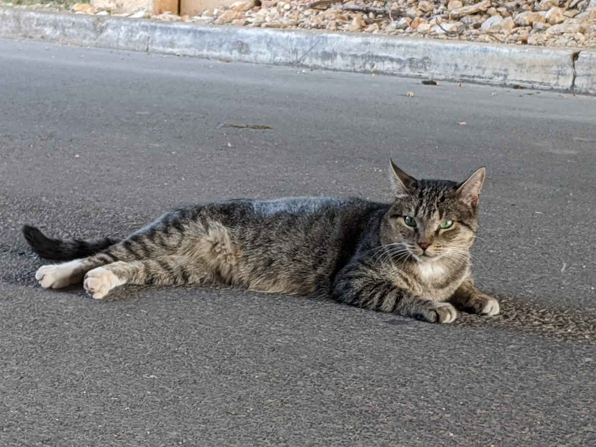 Tigger, August 7, 2020