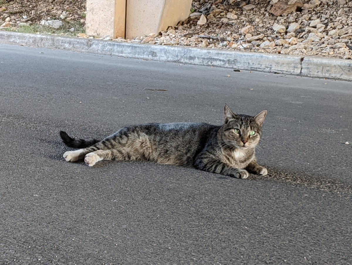 Tigger, August 7, 2020