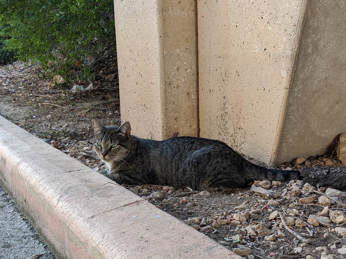 Tigger, August 9, 2020