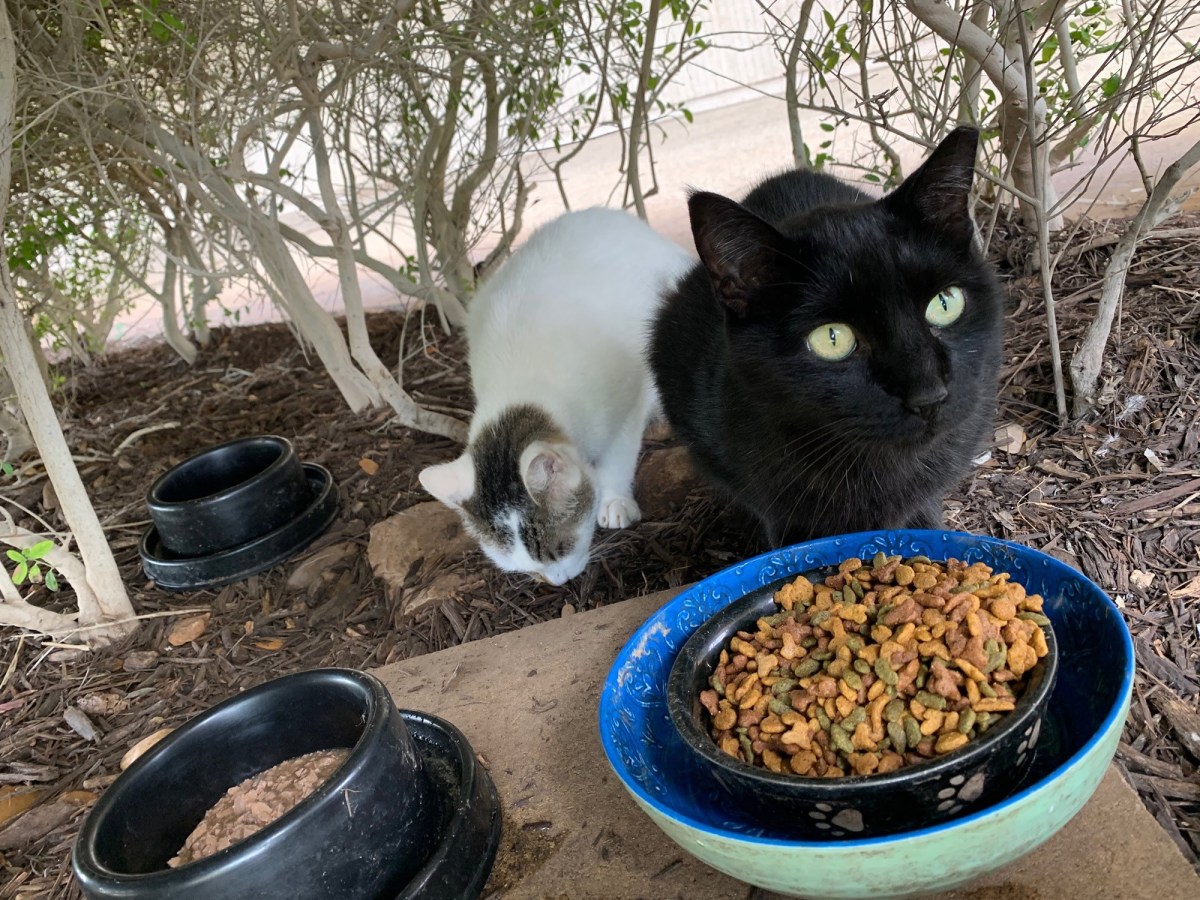 Lucifer & Arthur, September 4, 2020