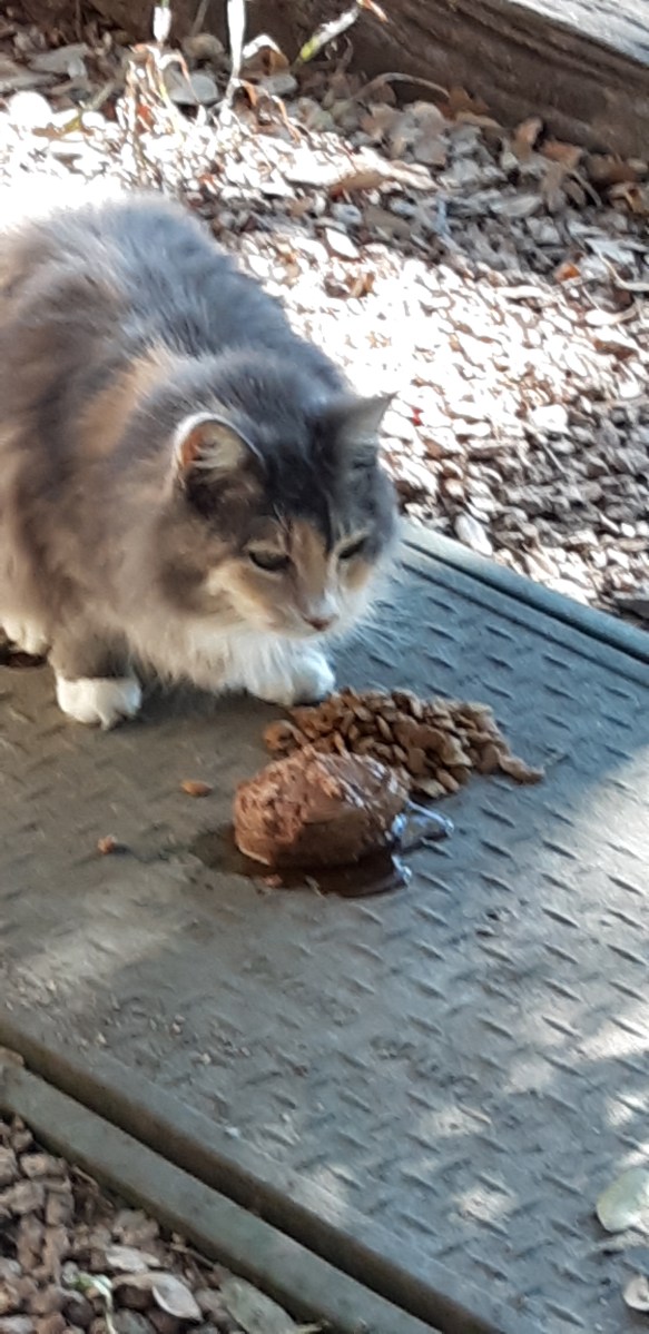 Polly, December 6, 2020