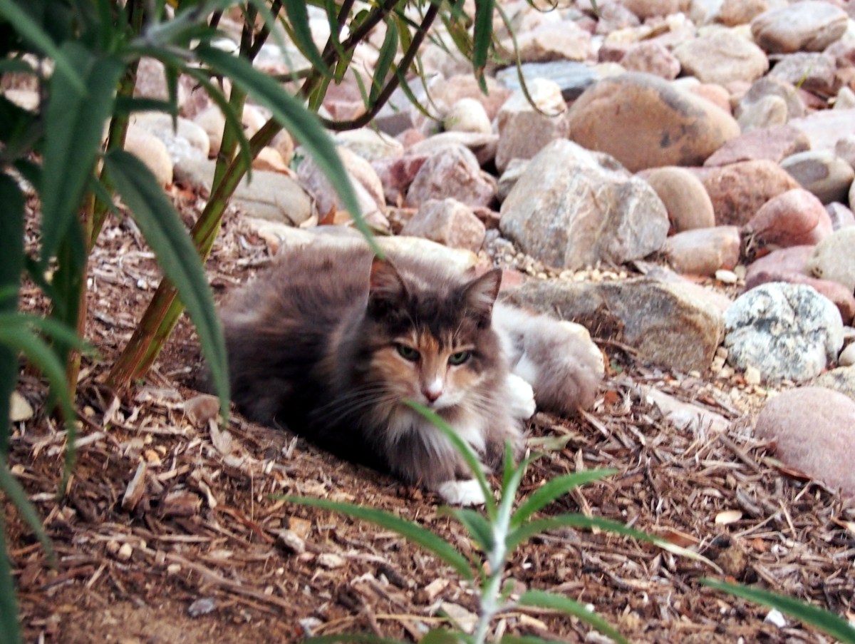 Polly, December 29, 2020