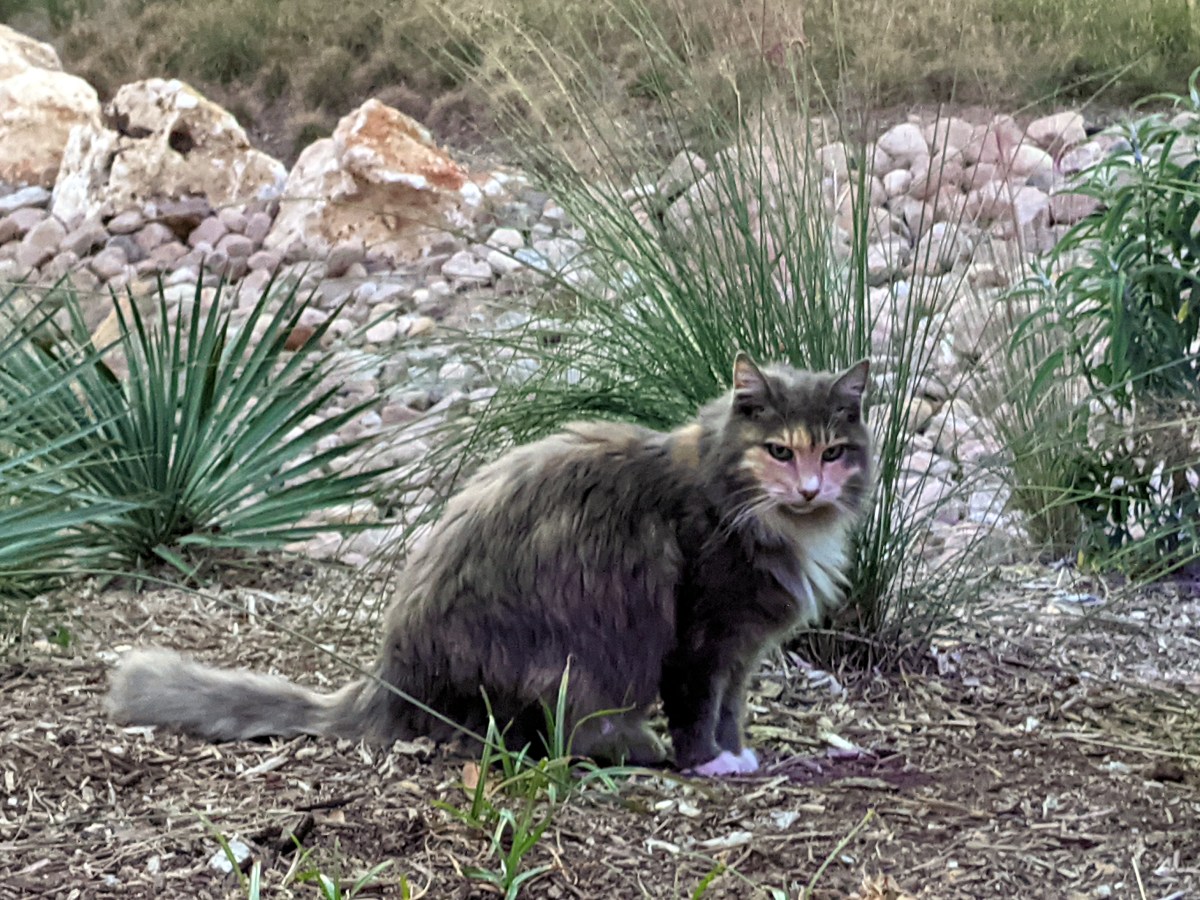 Polly, December 21, 2020