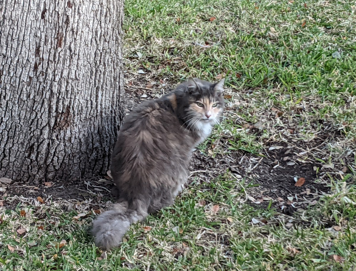 Polly December 22, 2020