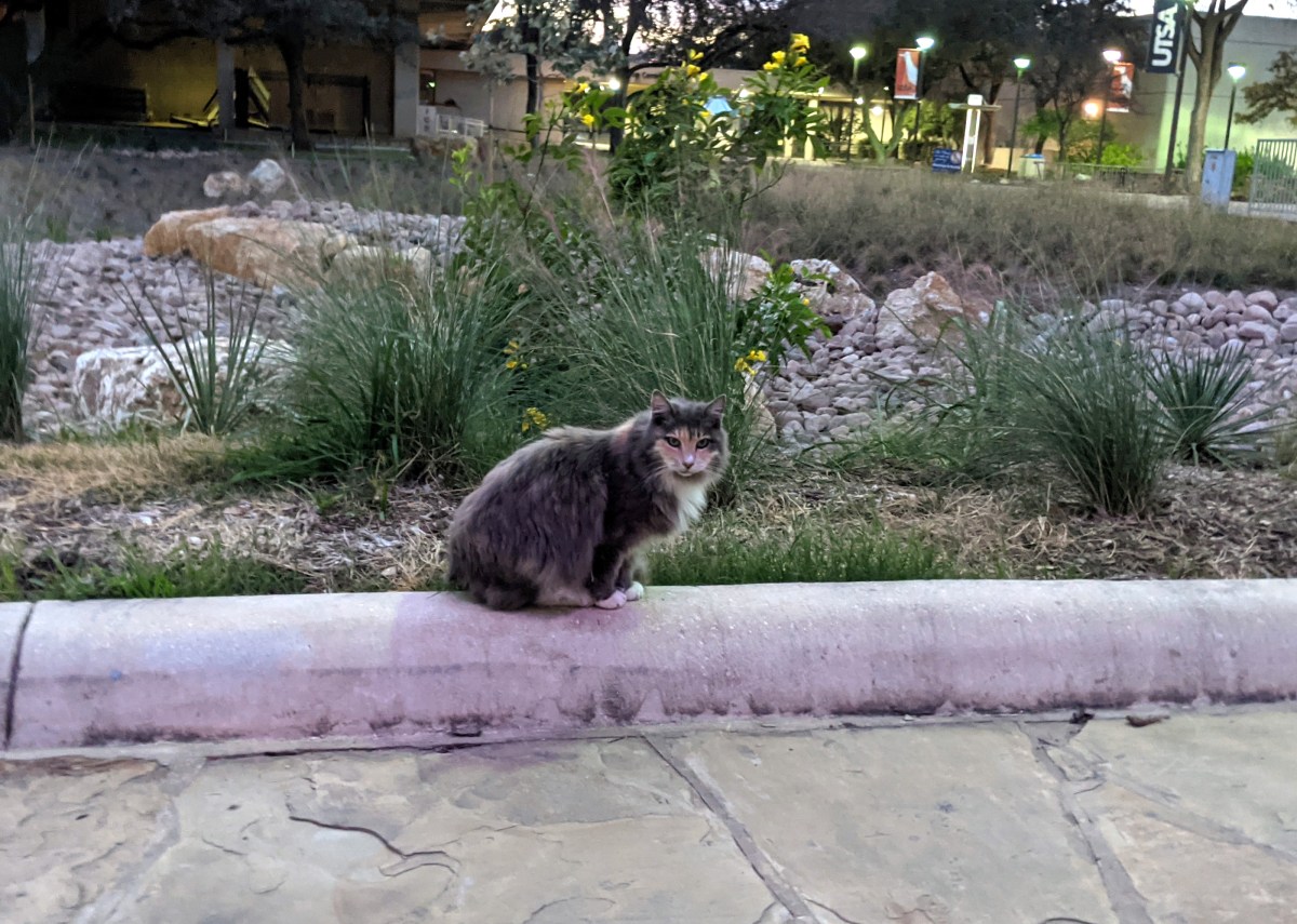 Polly, December 21, 2020