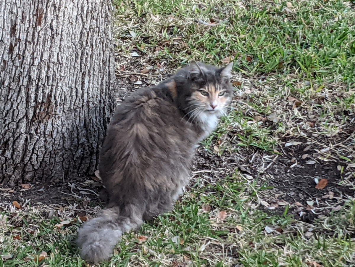 Polly December 22, 2020