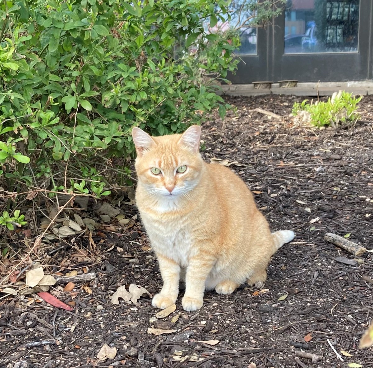 Rusty, December 13, 2020