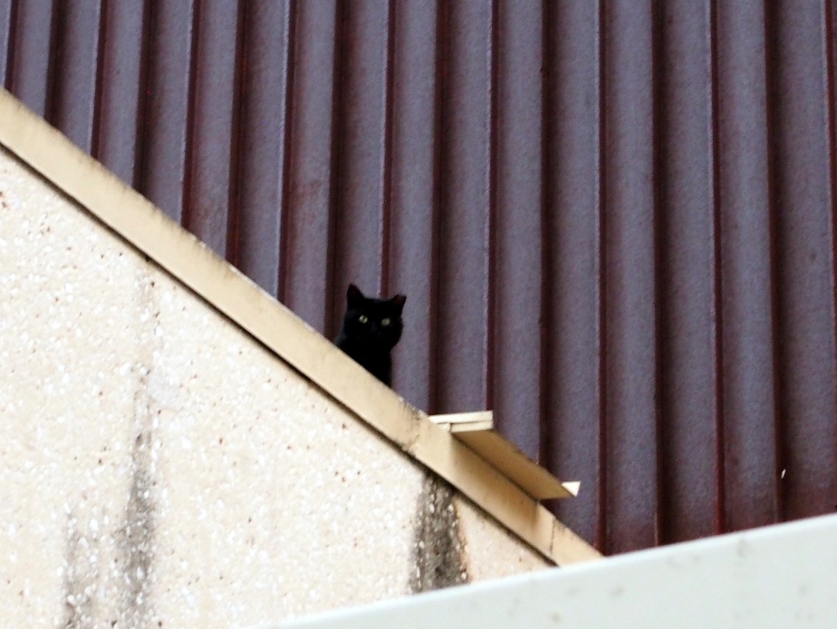 Sage, December 29, 2020