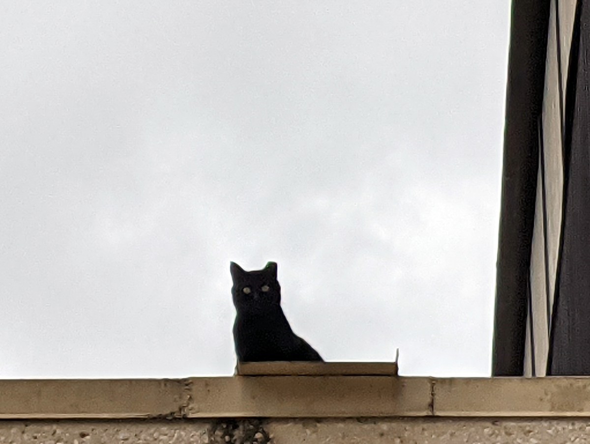 Sage, December 29, 2020