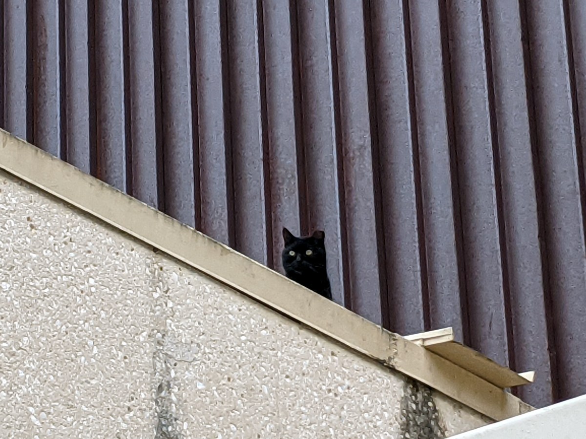 Sage, December 29, 2020