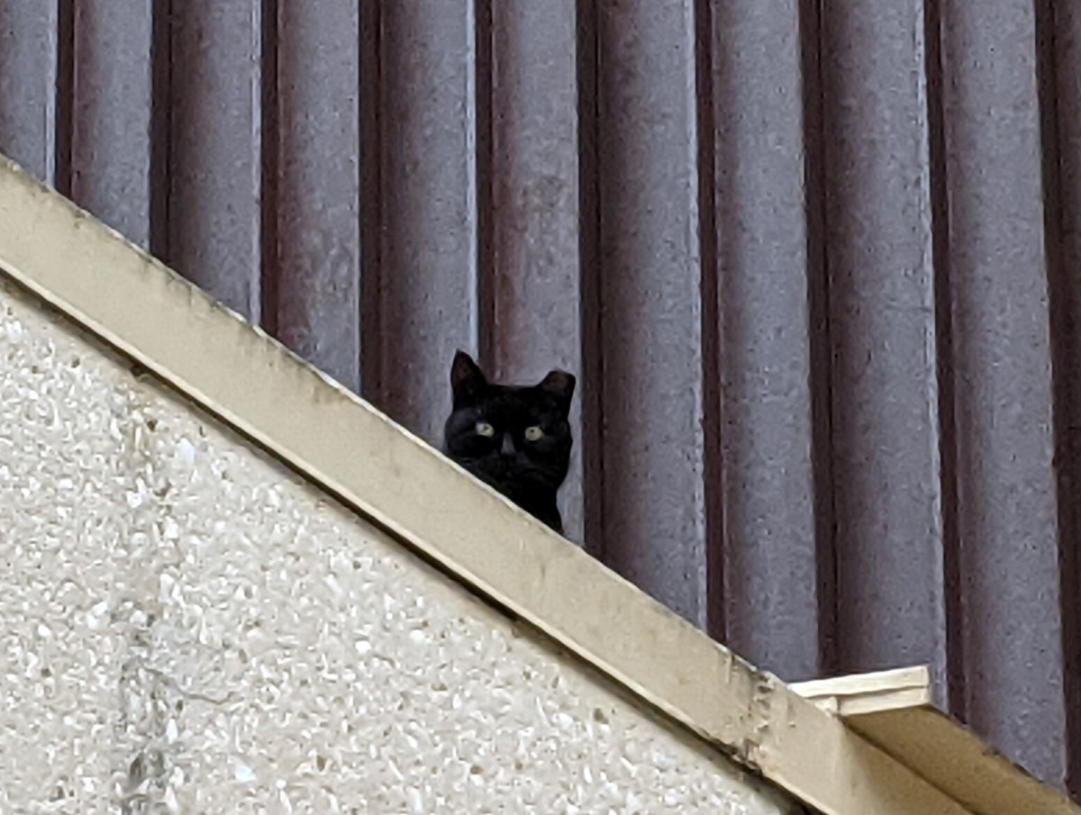 Sage, December 29, 2020