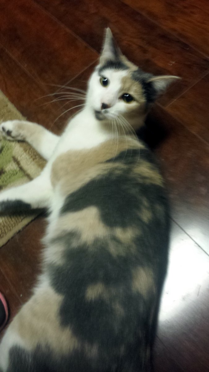 Sandy aka Annabelle, July 23, 2013