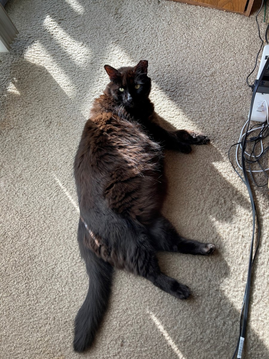 Shadow, December 21, 2020