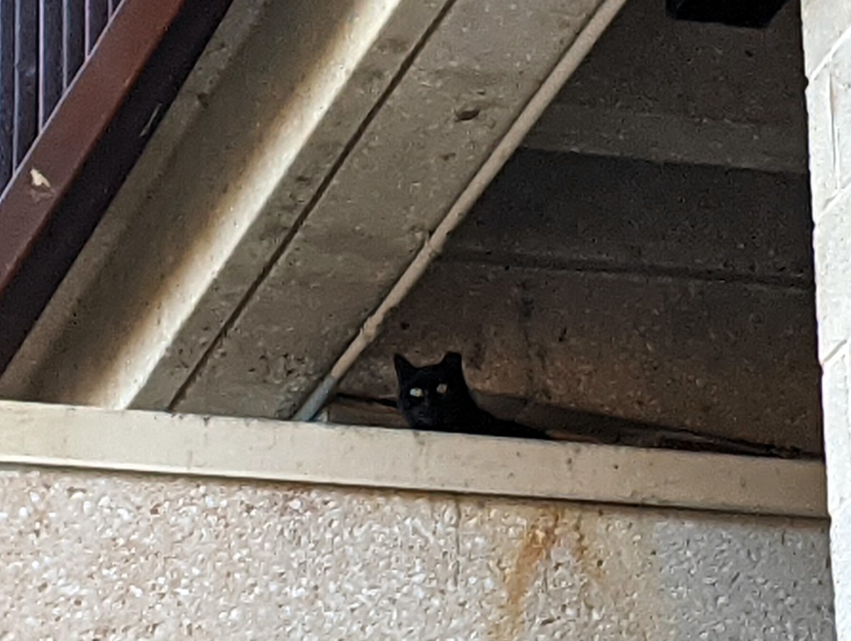 Sage, January 9, 2021