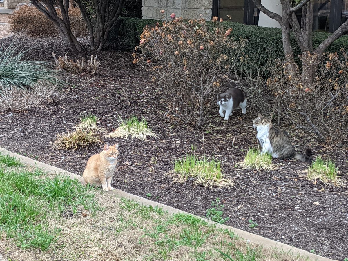 Rusty, Rocky, Charlie, February 28, 2021