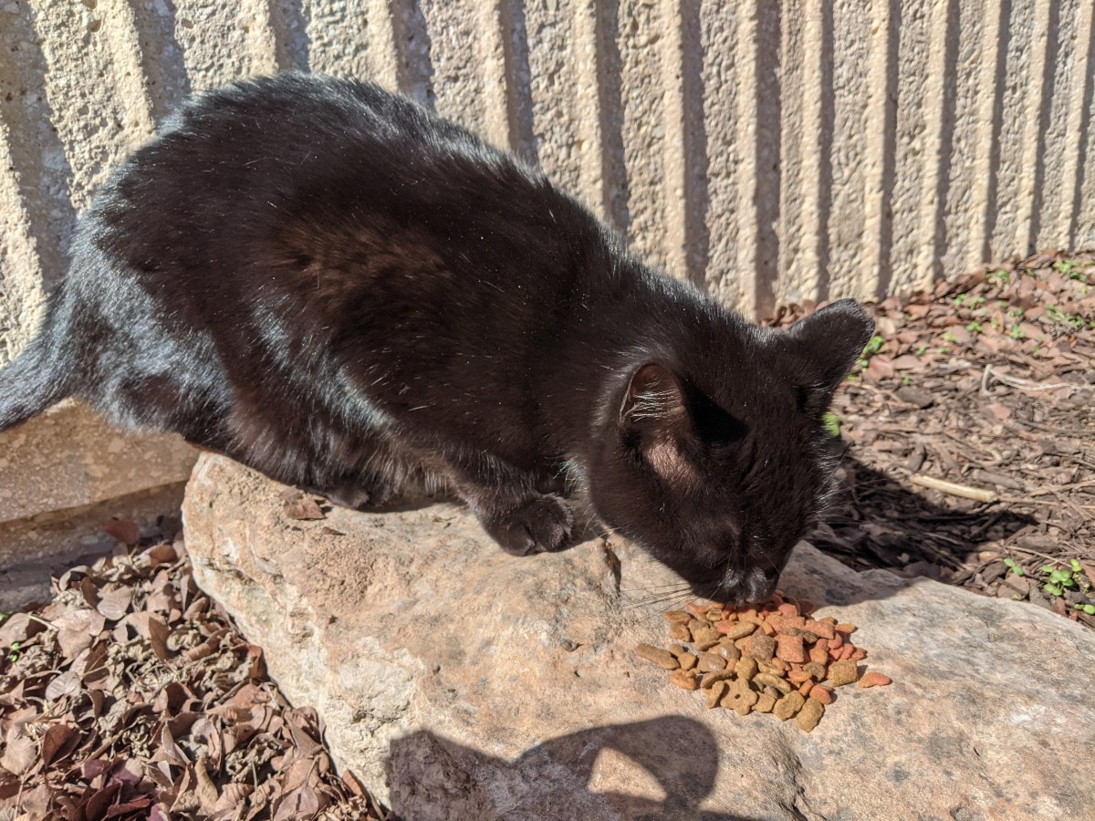 Lucifer having treats at Tiger's Turf, 2/20/21