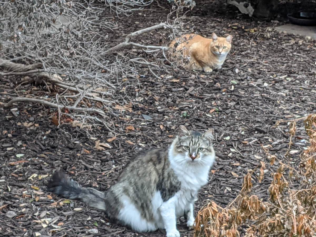 Rusty & Rocky, February 28, 2021