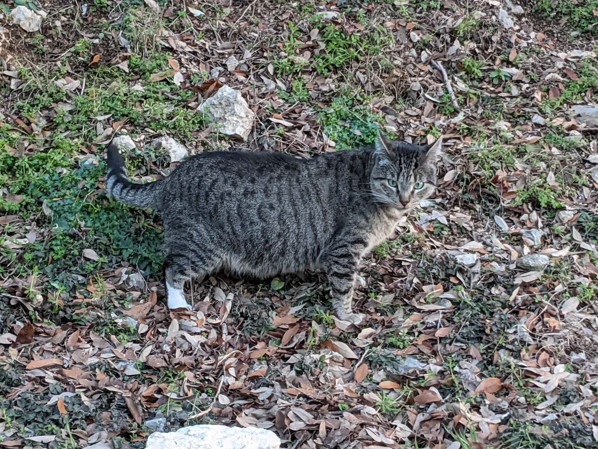 Tigger, February 21, 2021