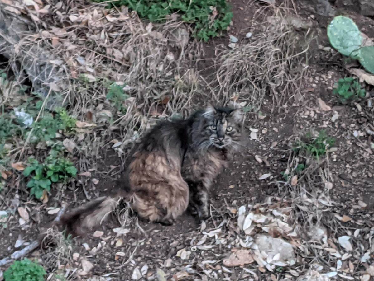 Fluffy, March 27, 2021