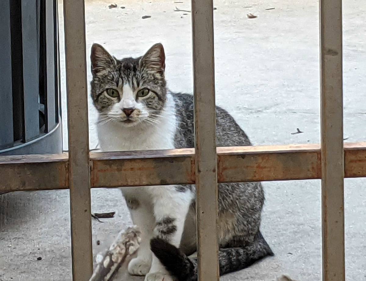 The new CV kitty, Hobbs, March 21, 2021