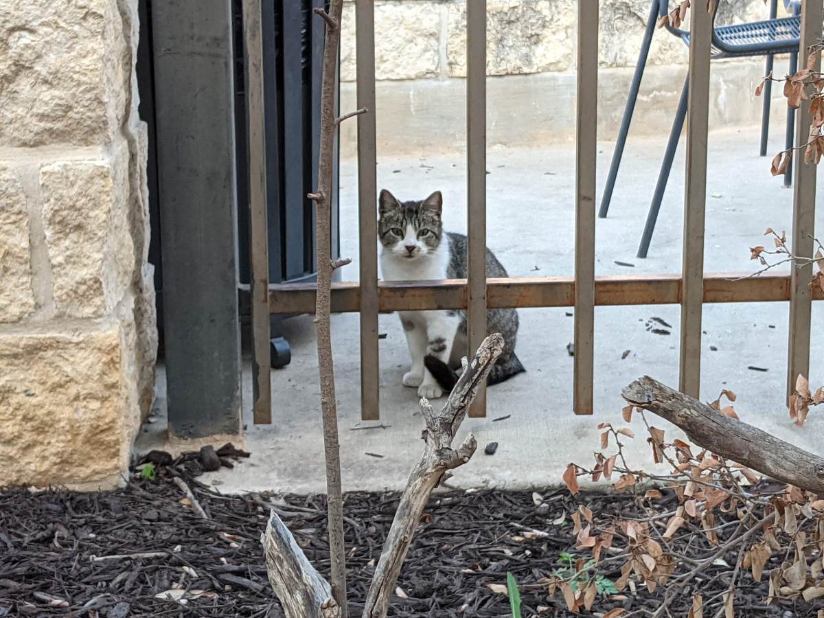 The new CV kitty, Hobbs, March 21, 2021