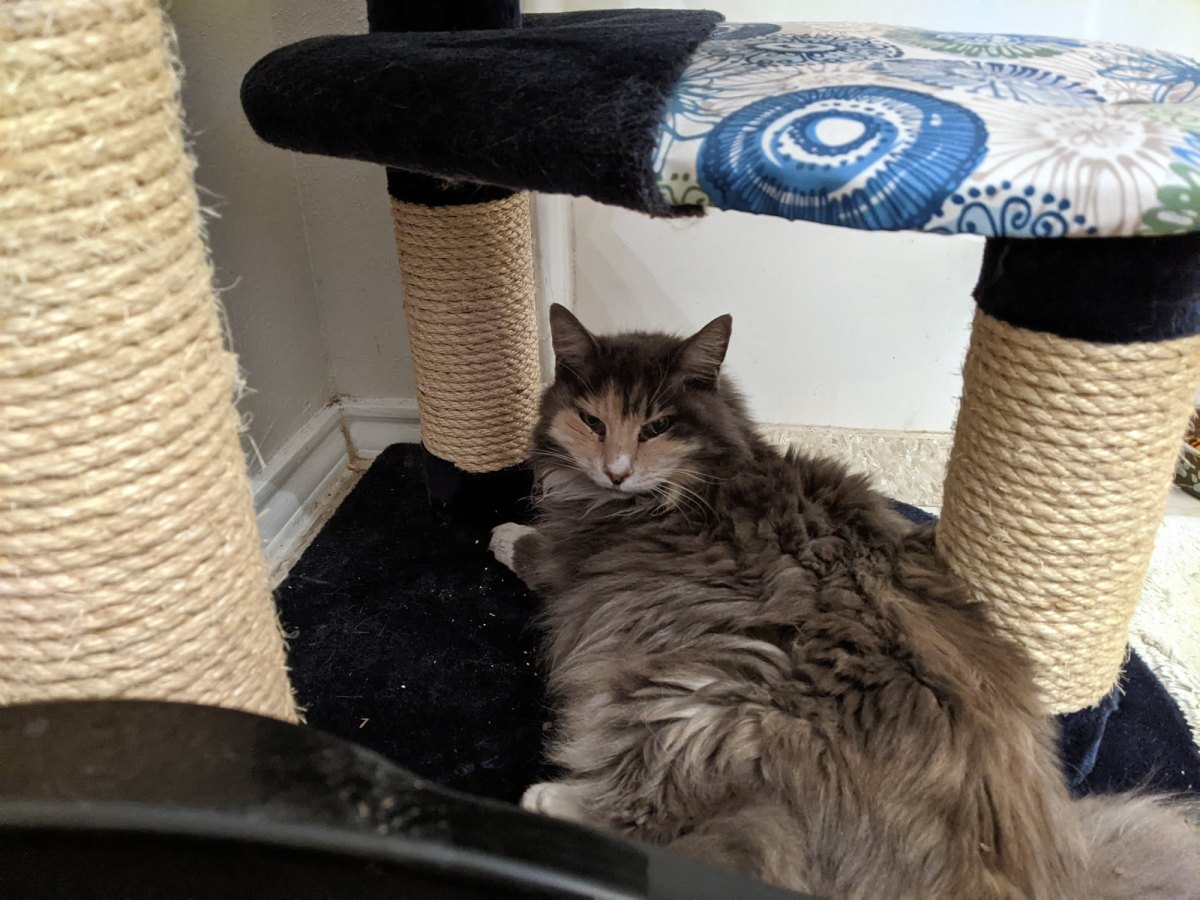 Polly, January 17, 2021