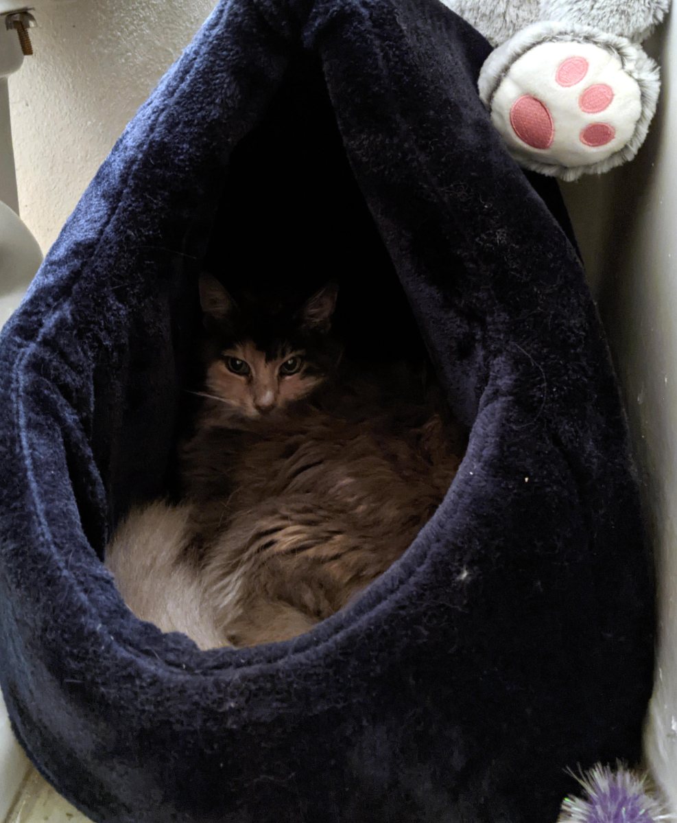 Polly, January 27, 2021