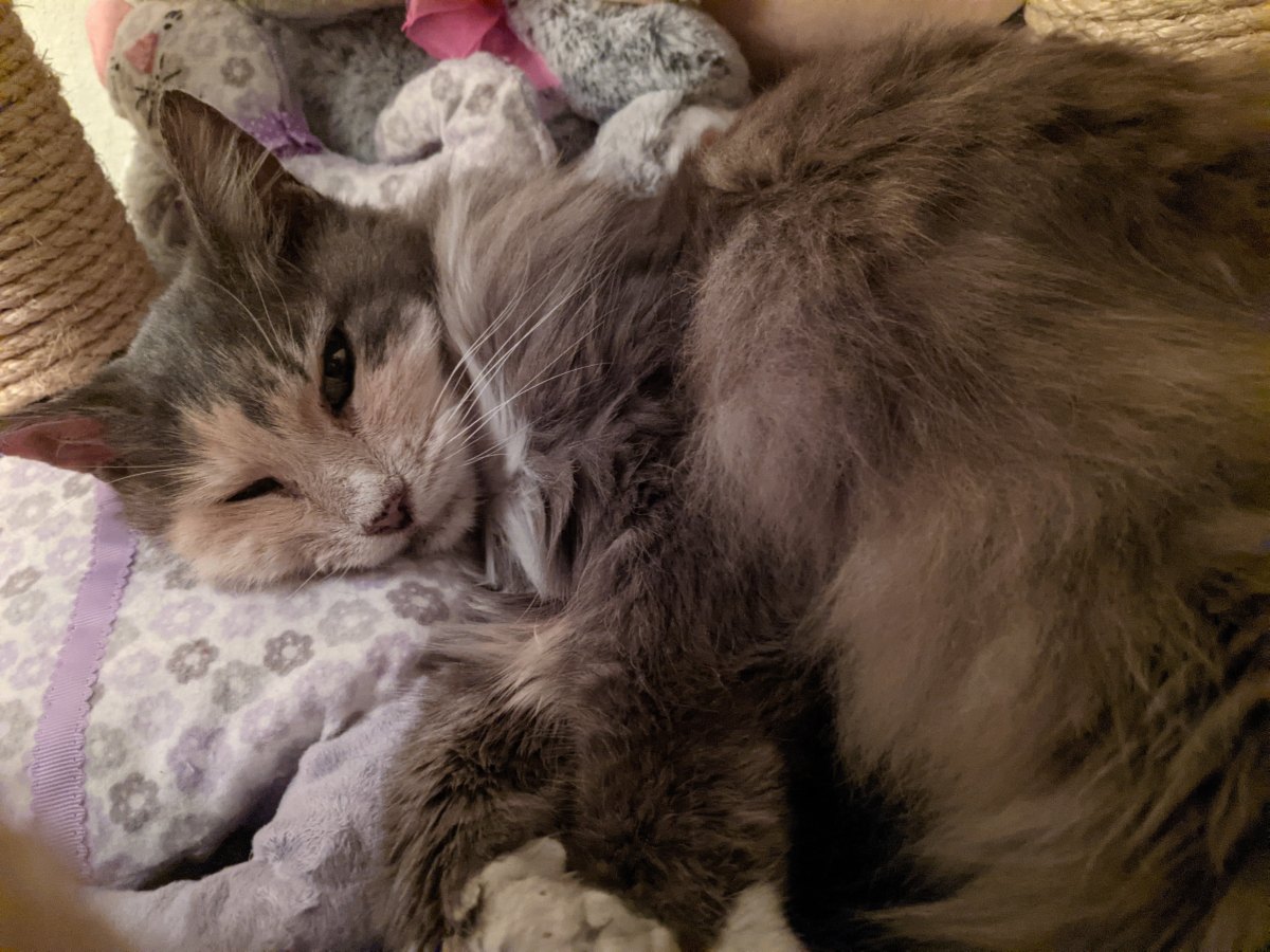 Polly, February 4, 2021