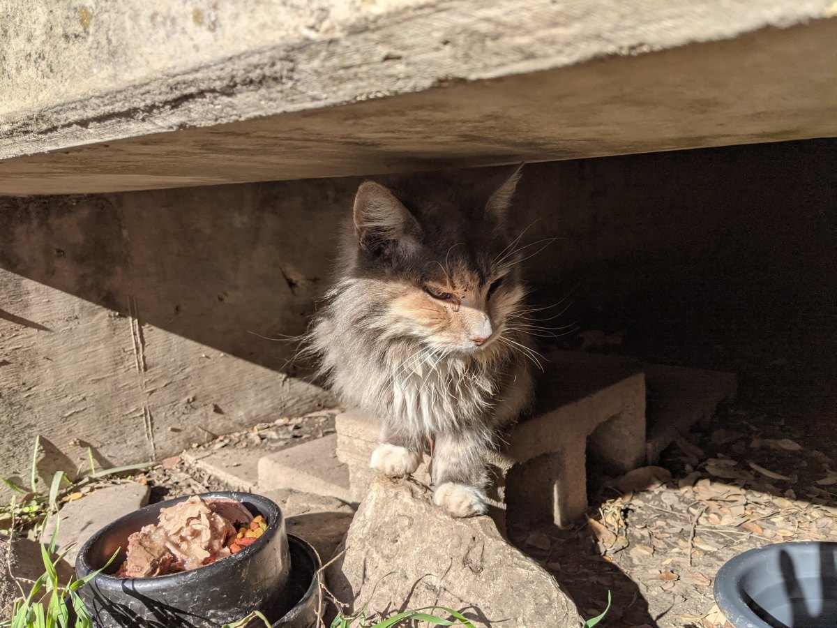 Polly, January 16, 2021