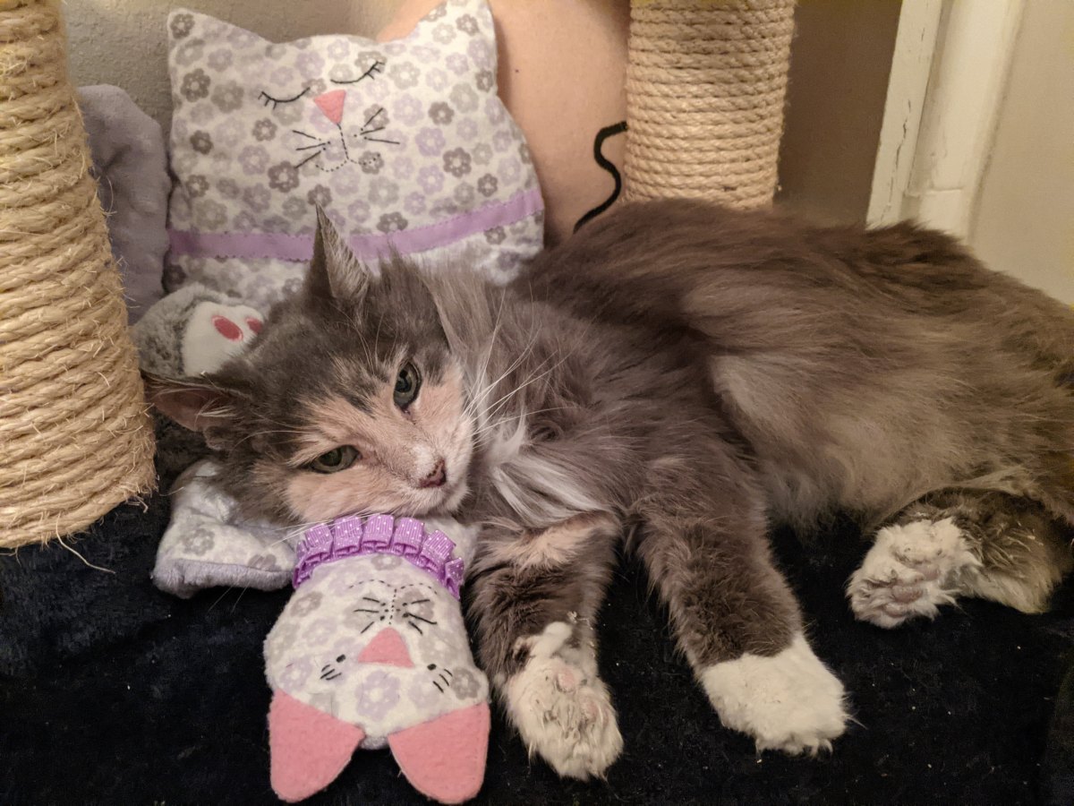 Polly, February 4, 2021