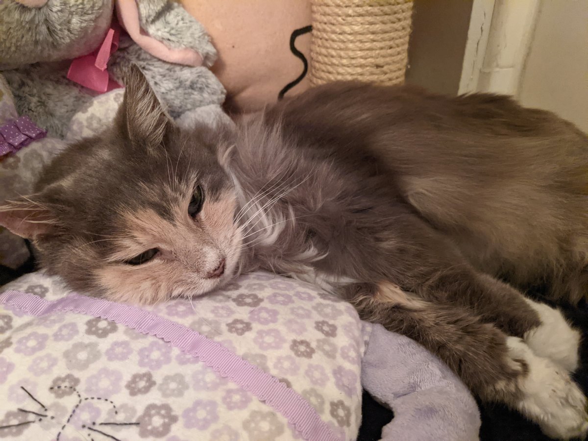 Polly, February 4, 2021