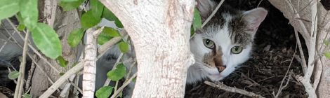 Arthur, April 7, 2021