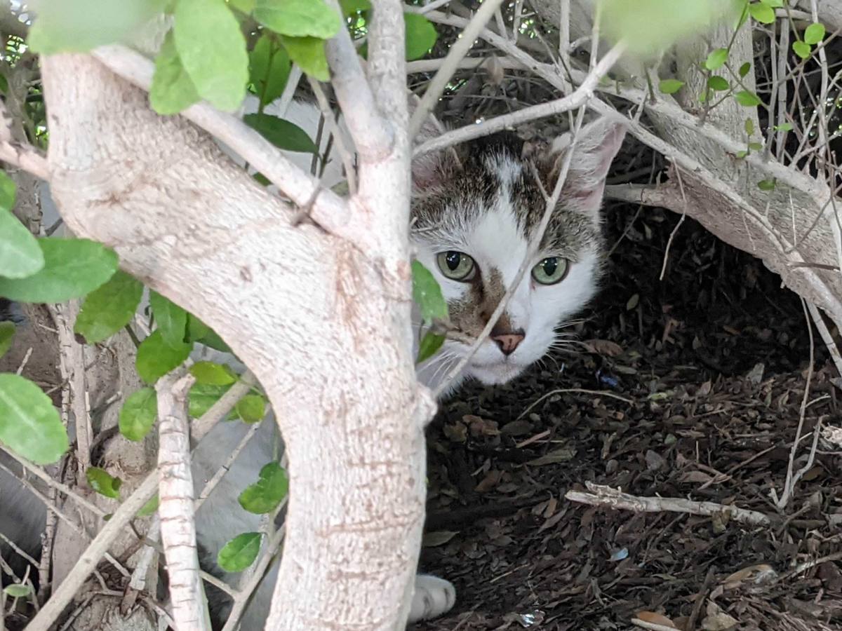 Arthur, April 7, 2021