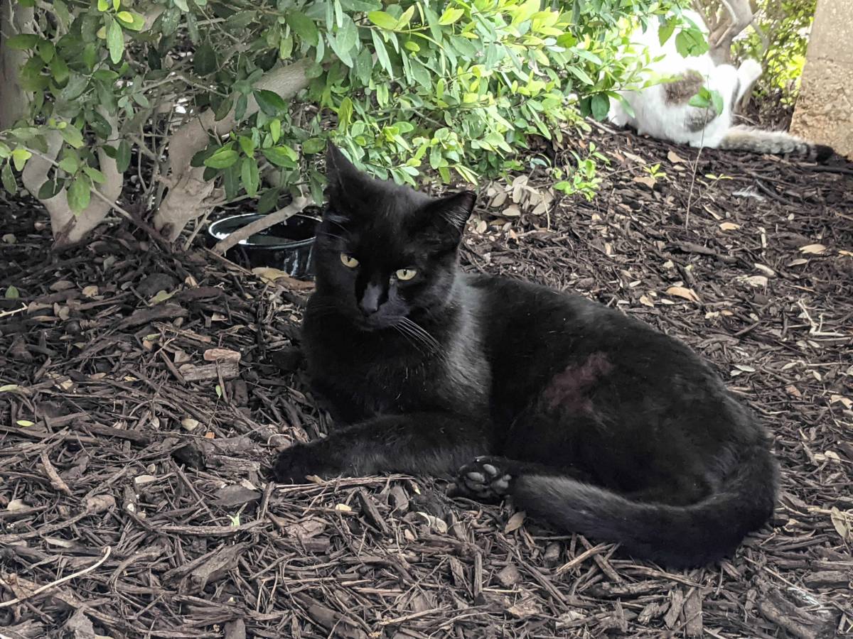 Lucifer, April 14, 2021