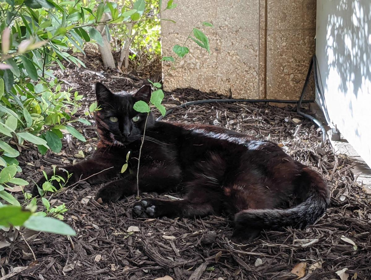 Lucifer, April 7, 2021