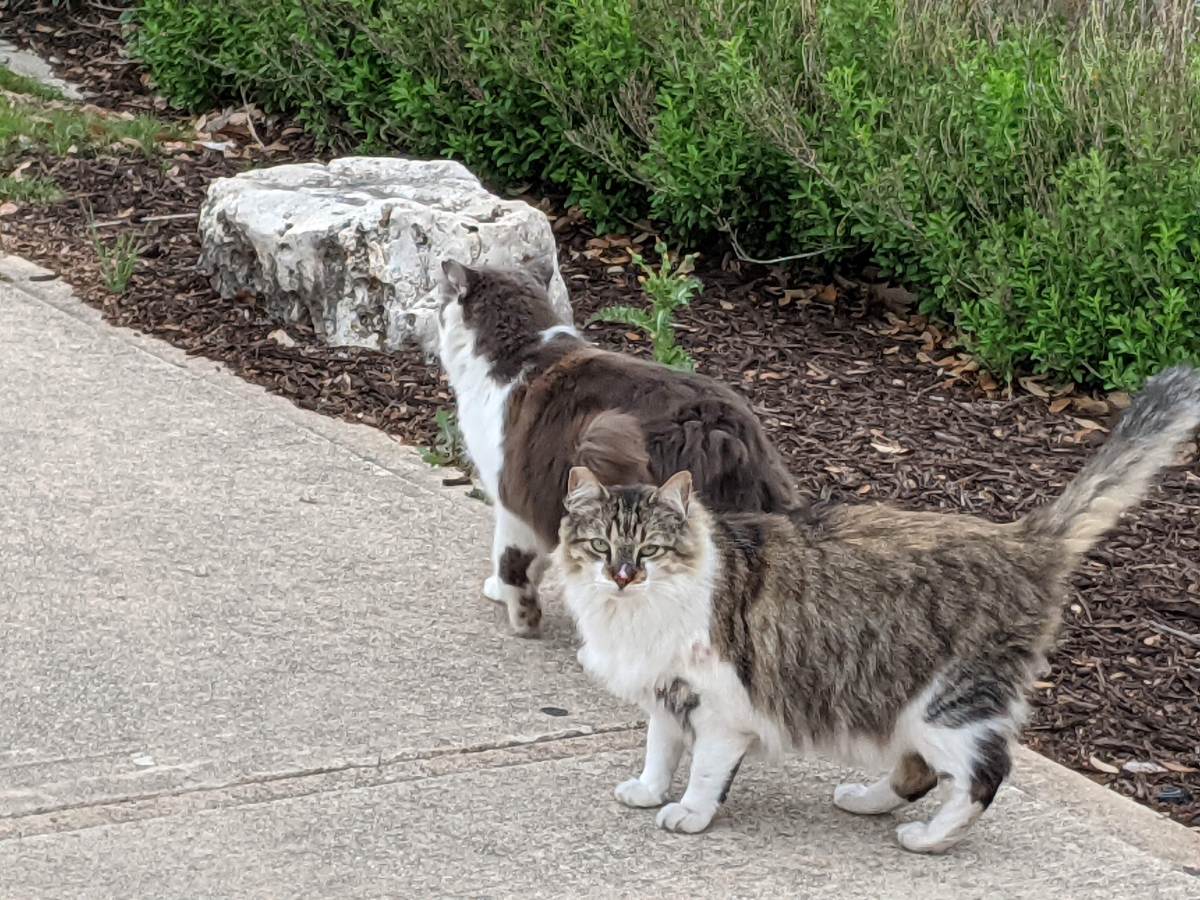 Rocky & Charlie, April 3, 2021