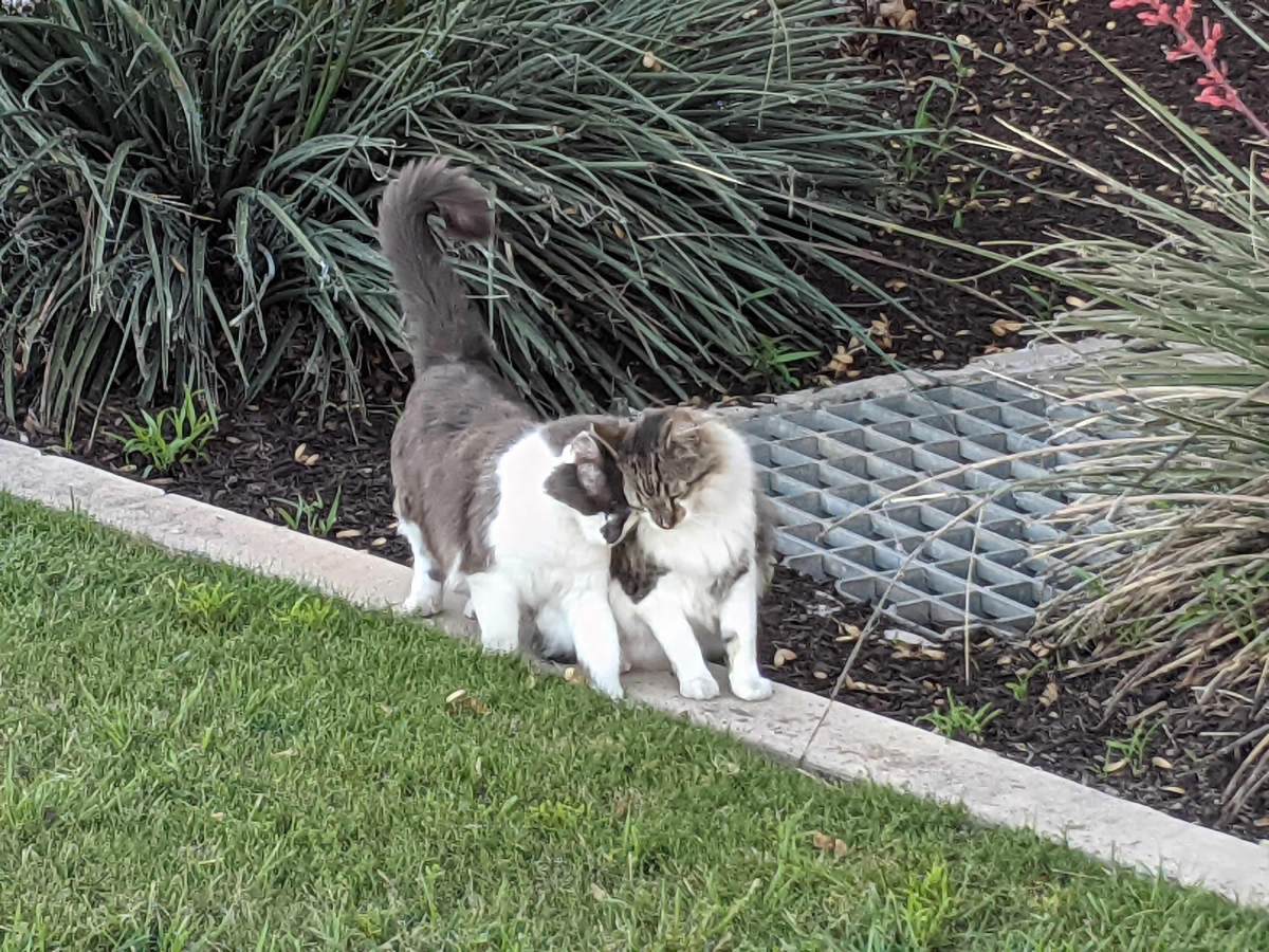 Rocky & Charlie, April 24, 2021