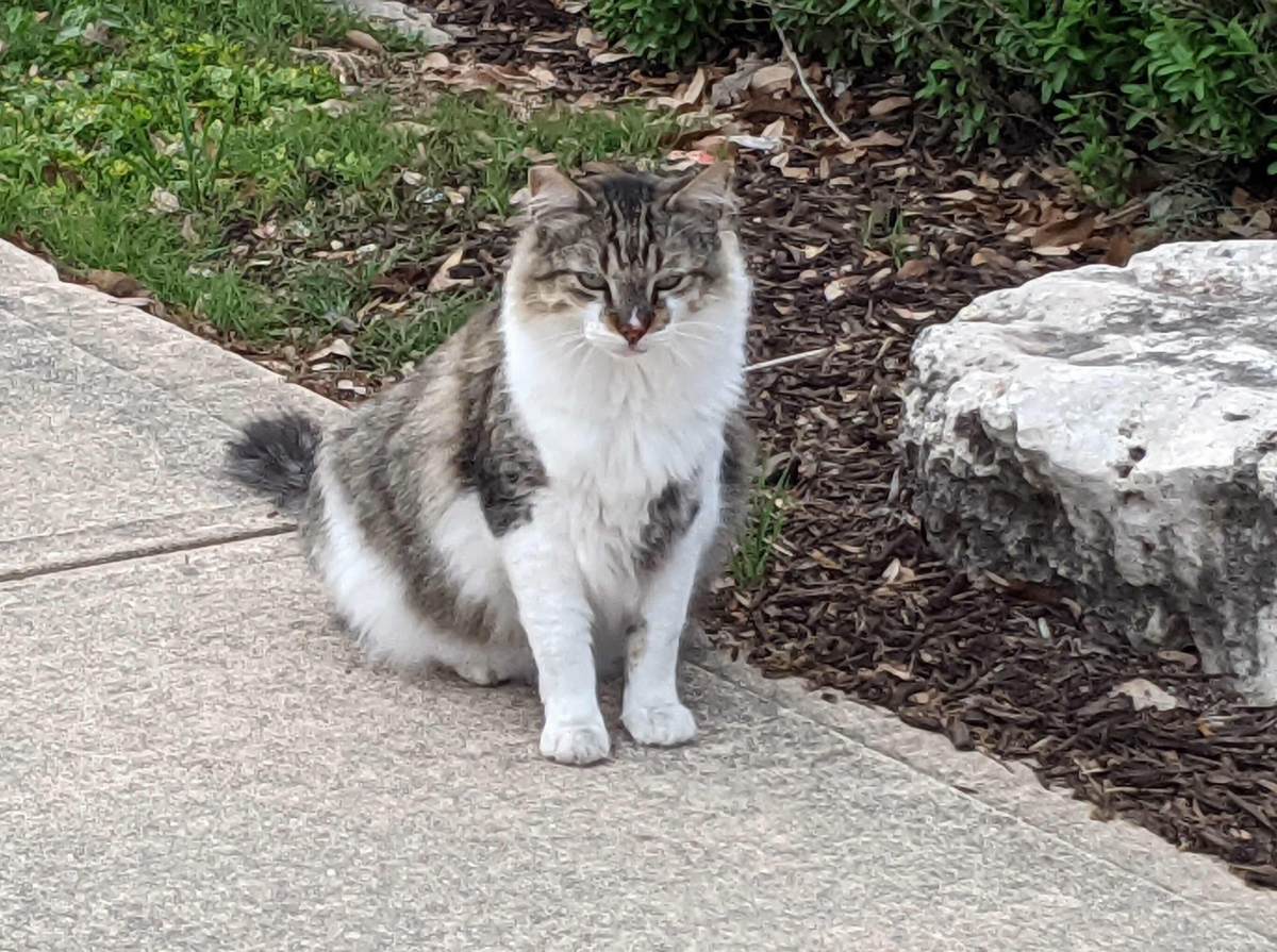 Rocky, April 4, 2021