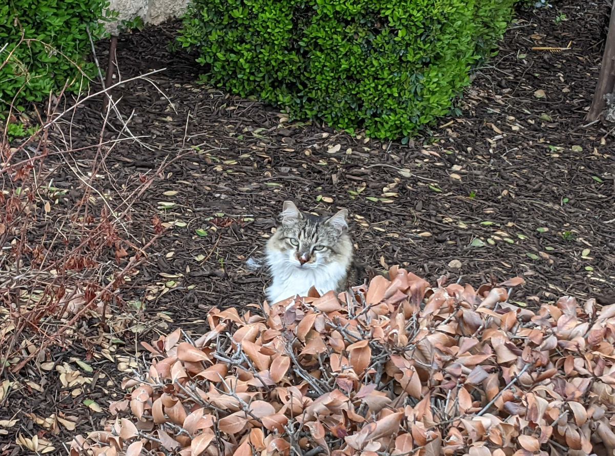 Rocky, April 4, 2021