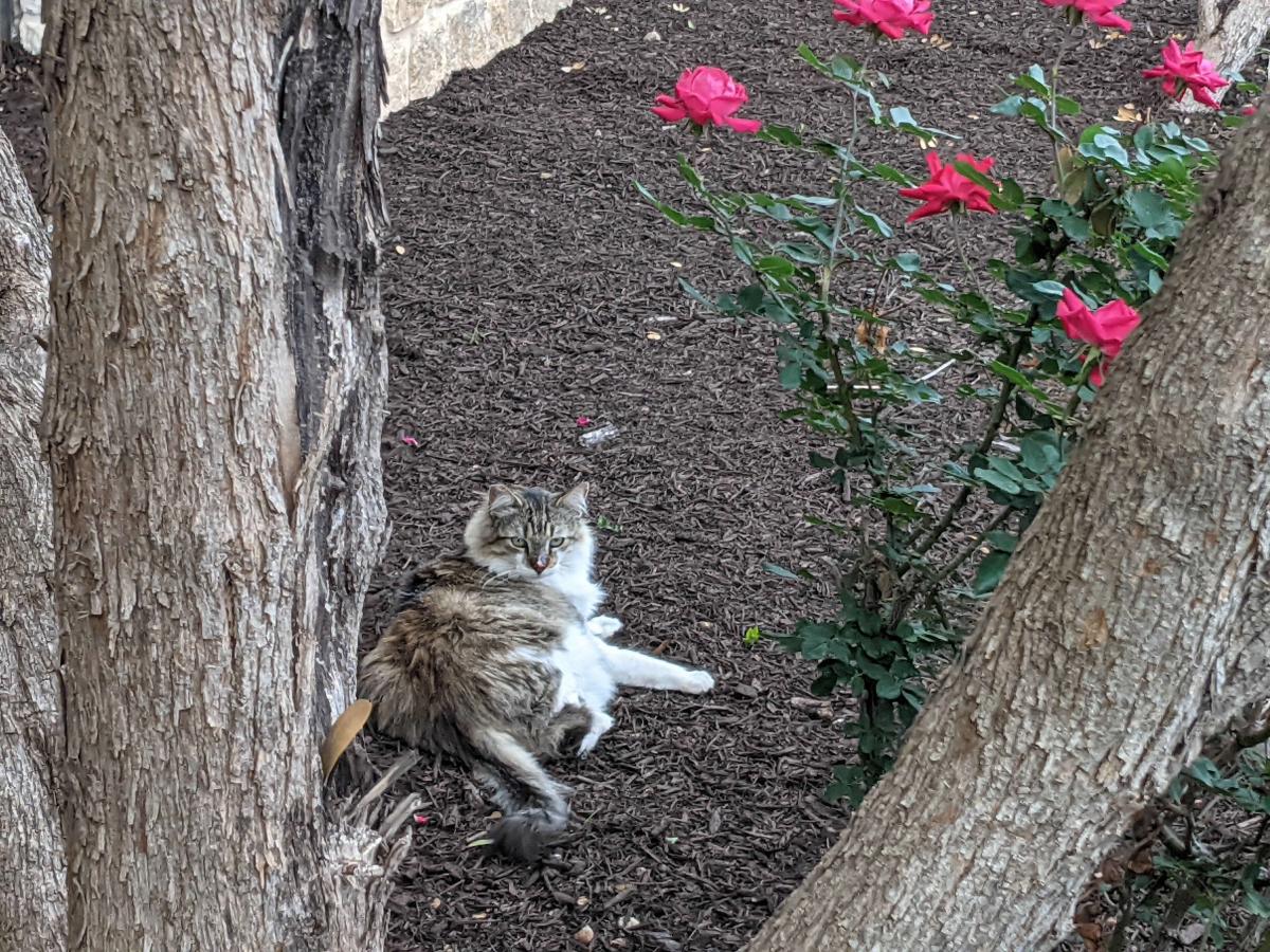 Rocky, April 18, 2021