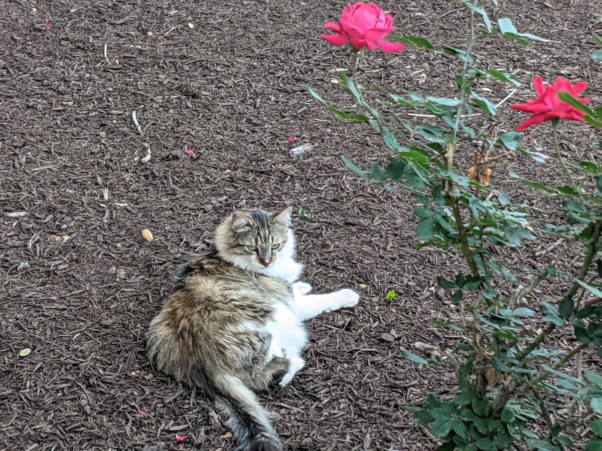 Rocky, April 18, 2021