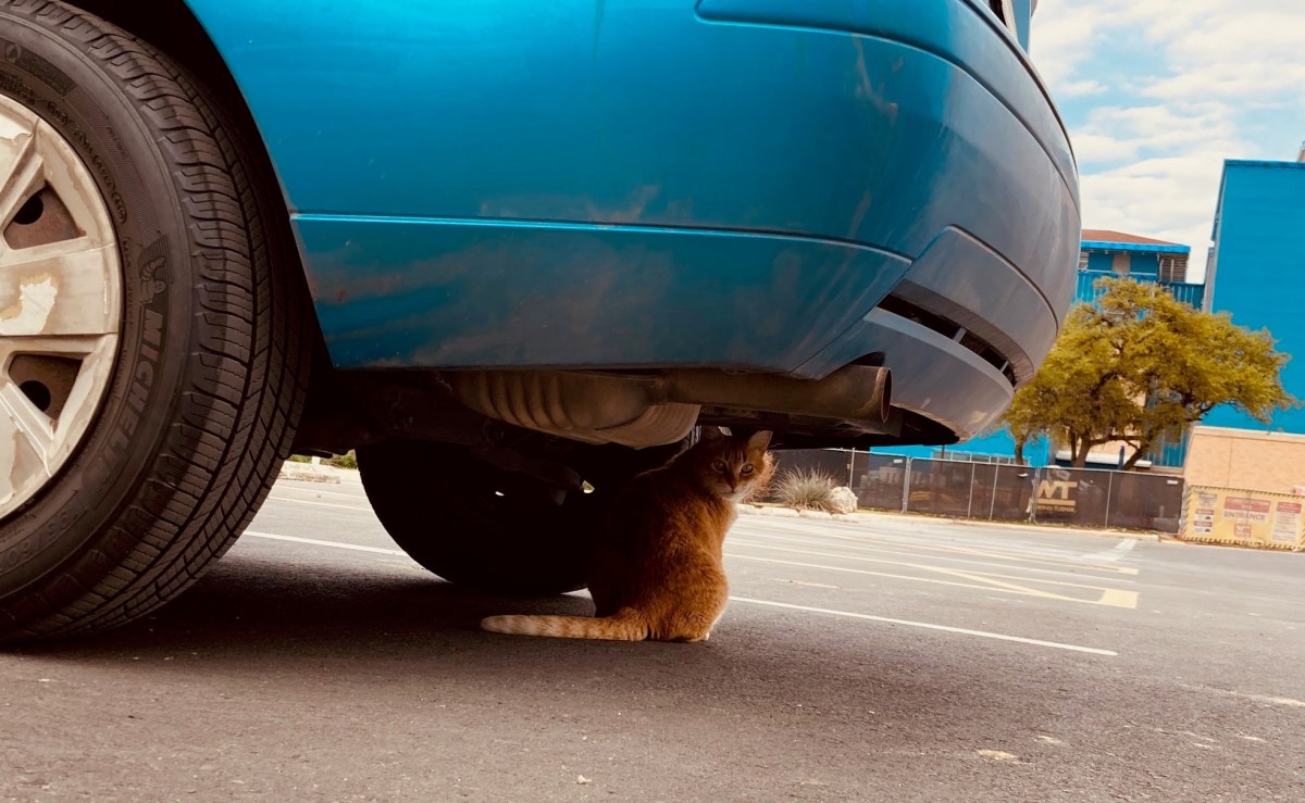 Rusty On Guard, March, 2021