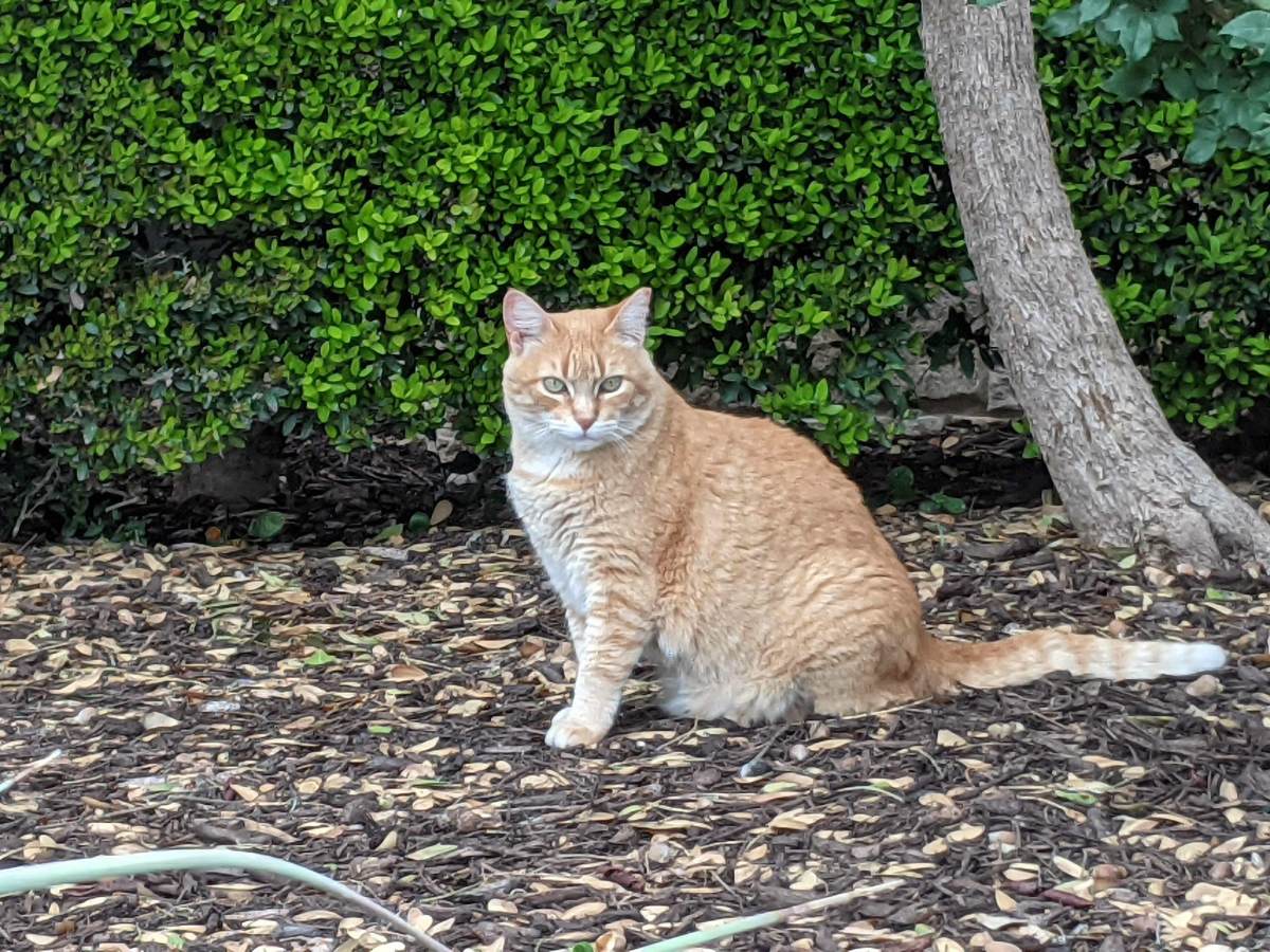 Rusty, April 4, 2021