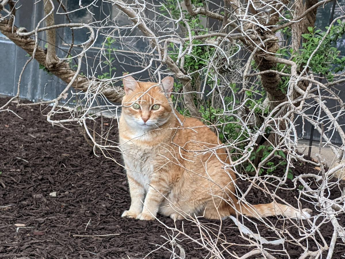 Rusty, April 18, 2021