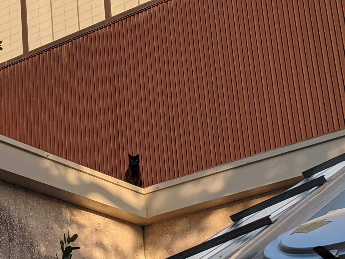 Sage, April 21, 2021