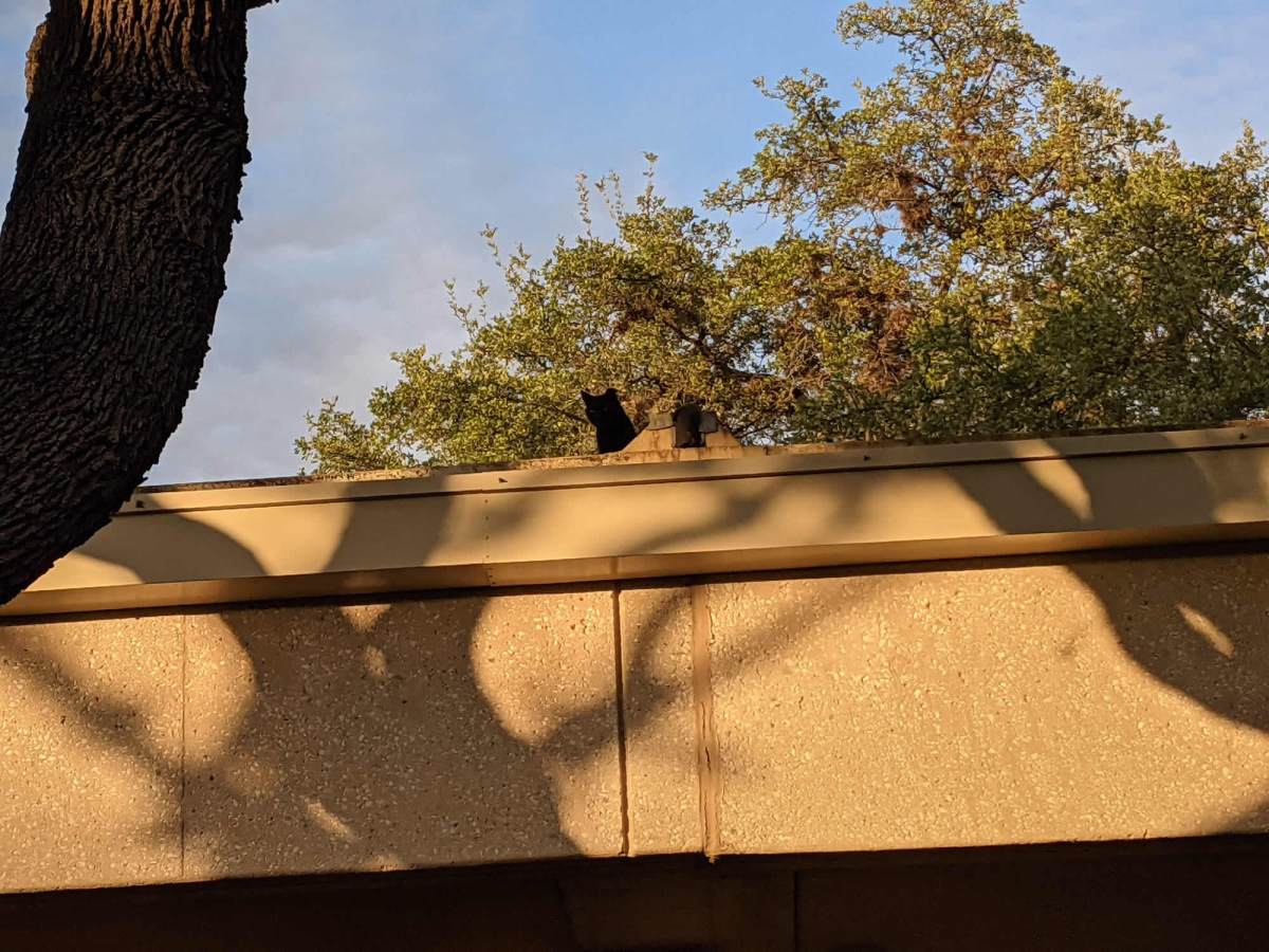 Sage, April 21, 2021