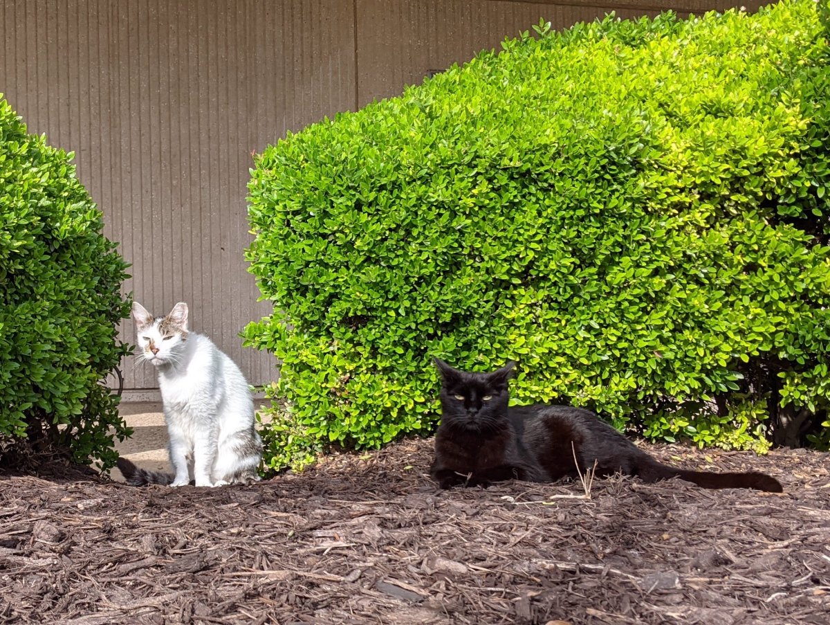 Arthur & Lucifer, May 19, 2021